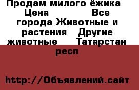 Продам милого ёжика › Цена ­ 10 000 - Все города Животные и растения » Другие животные   . Татарстан респ.